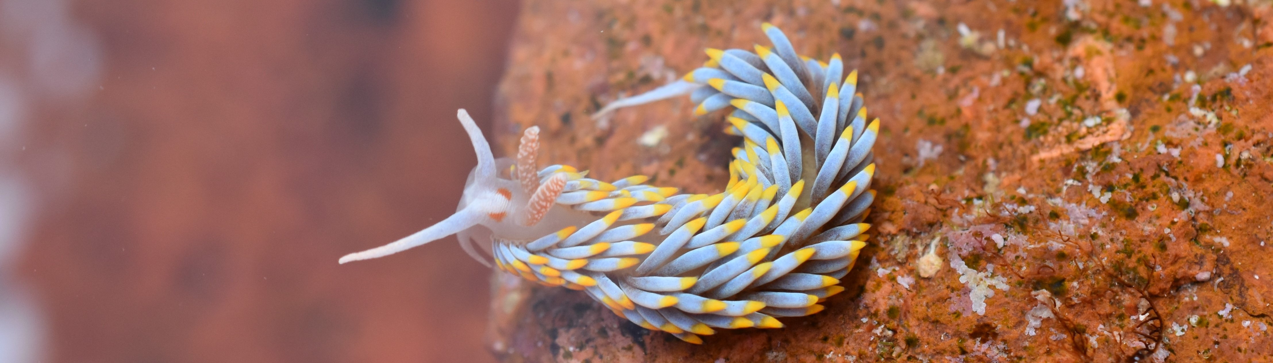 Berghia coerulescens