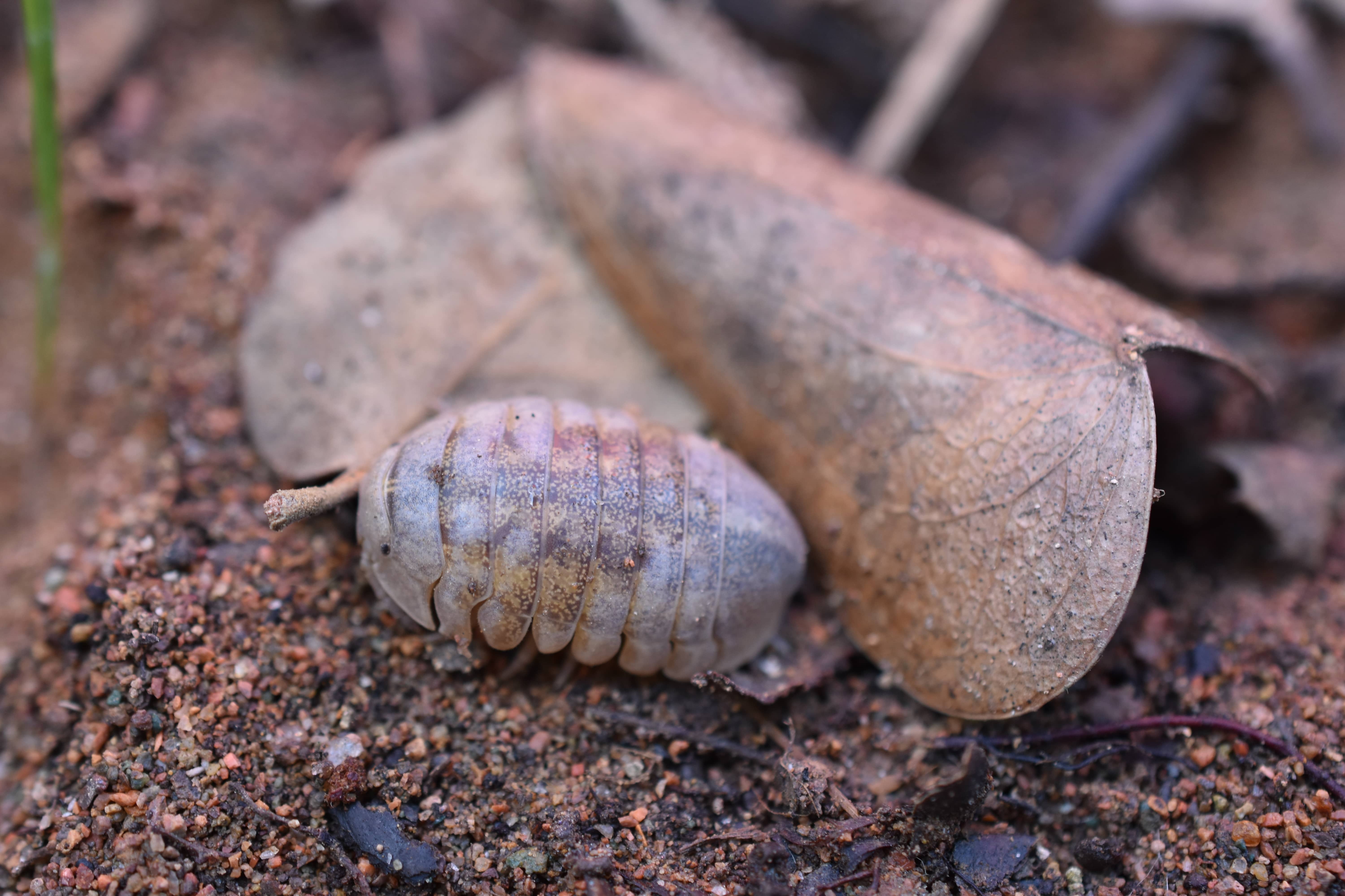 Helleria brevicornis