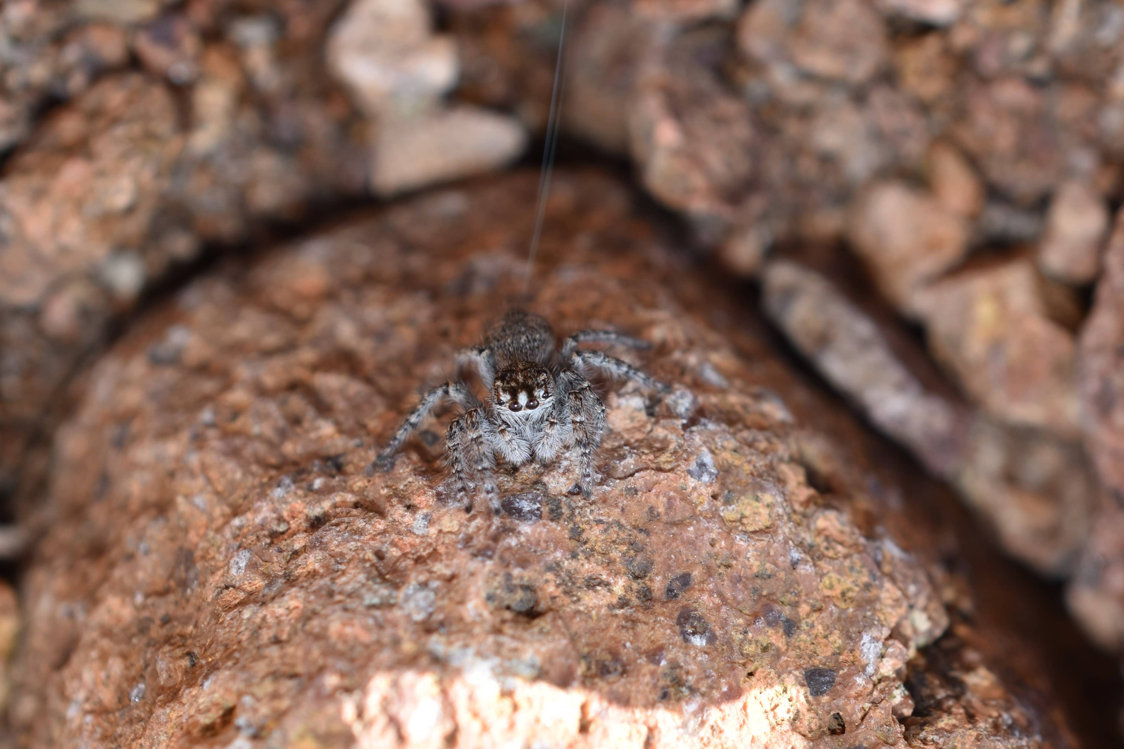 Philaeus chrysops (Salticidae)