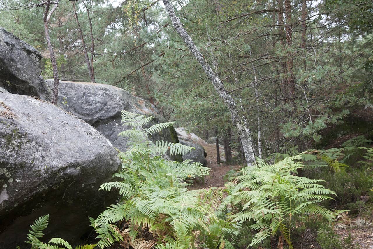 Forêt de Fontainebleau
