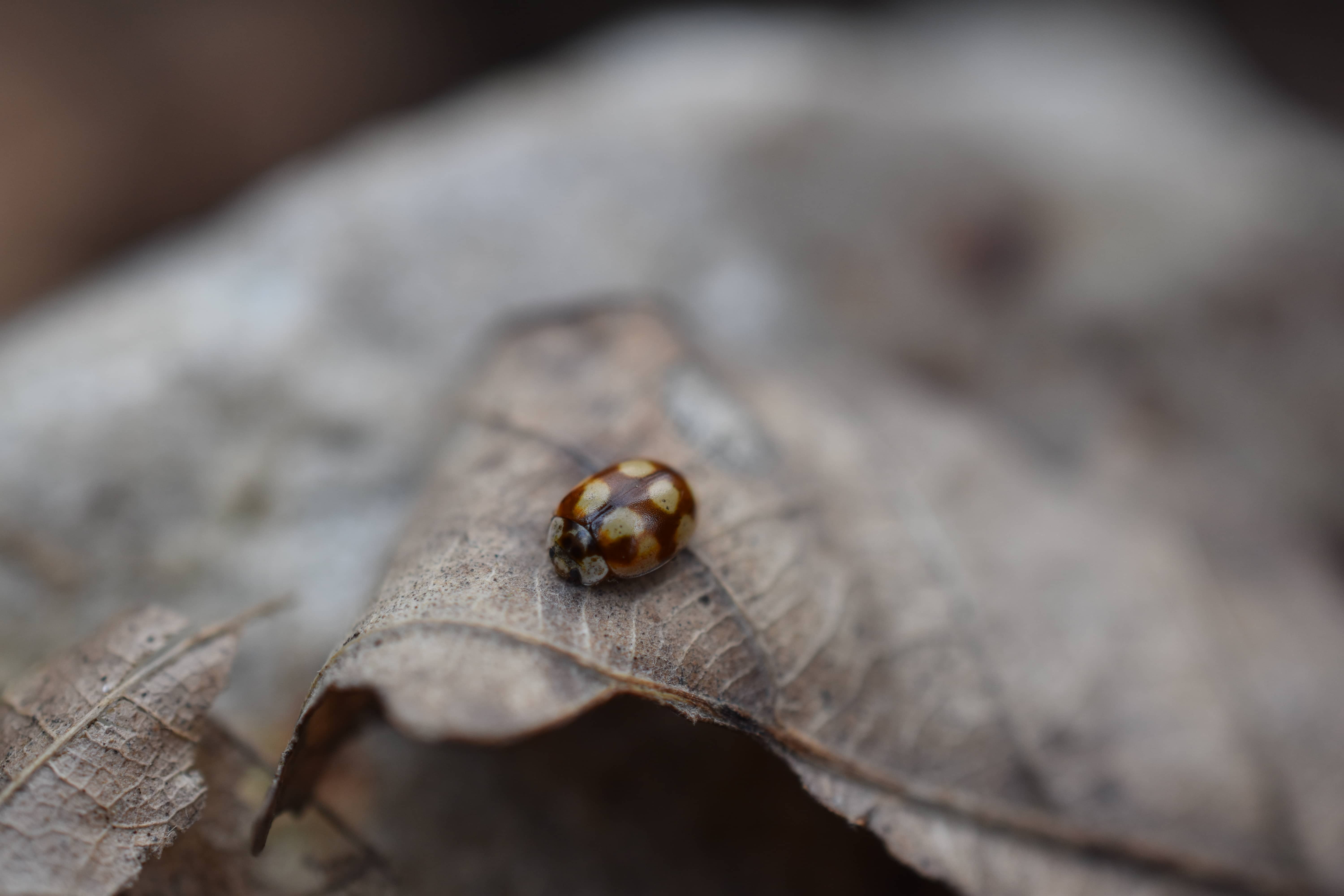 Adalia decempunctata