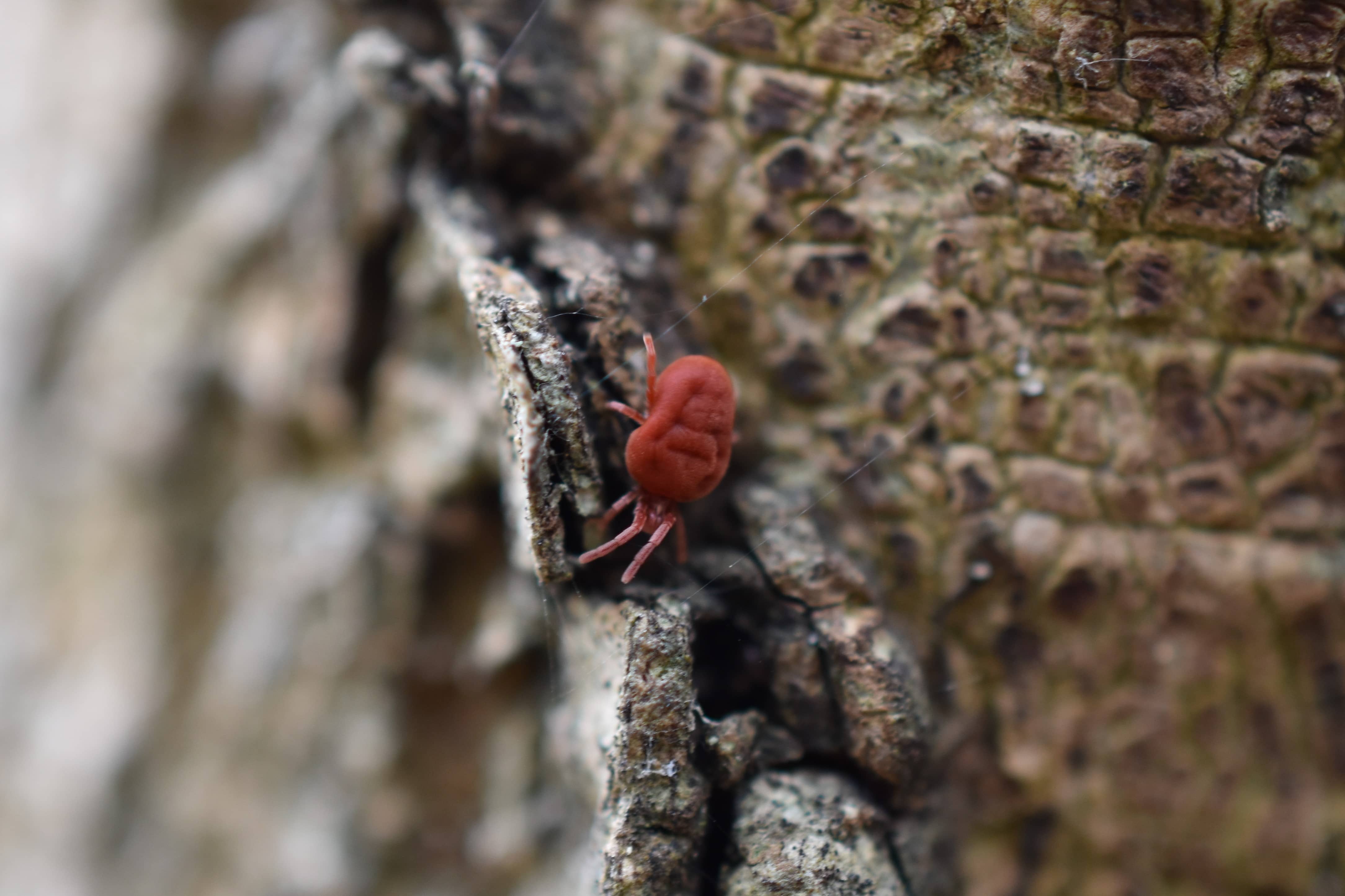 Allothrombium fuliginosum