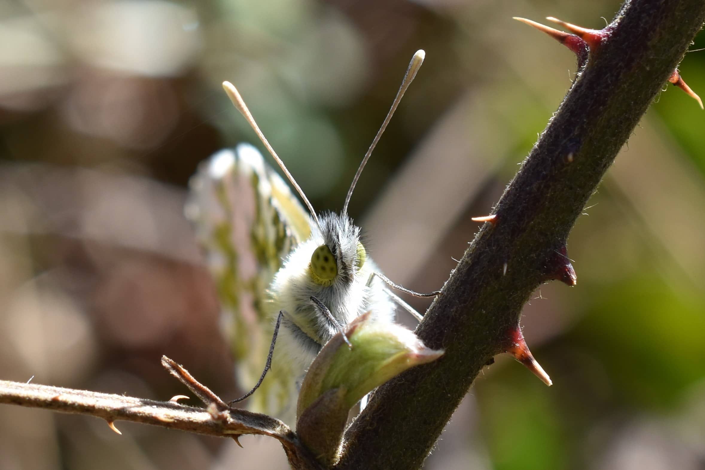 Anthocharis cardamines