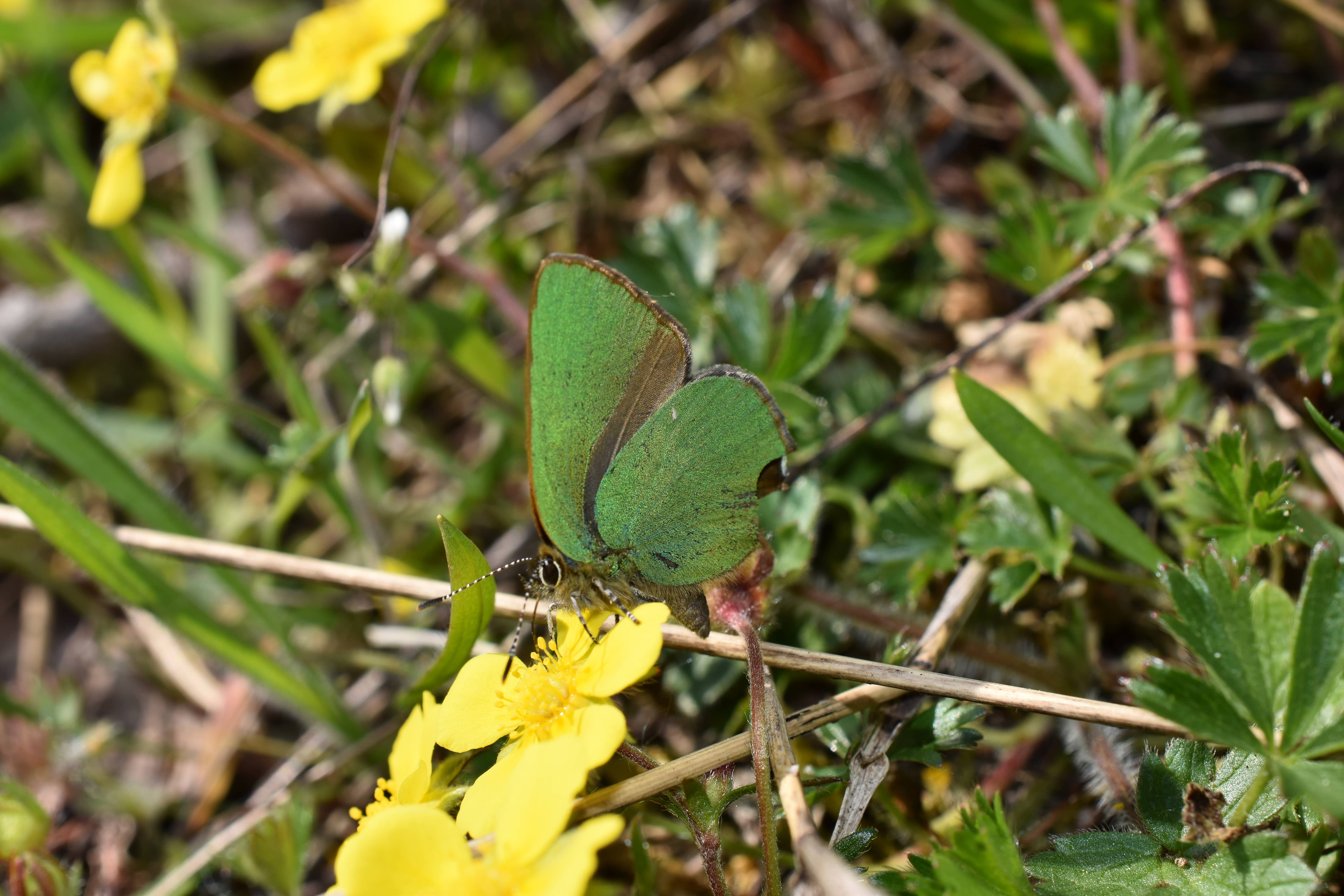 Callophrys rubi rubi