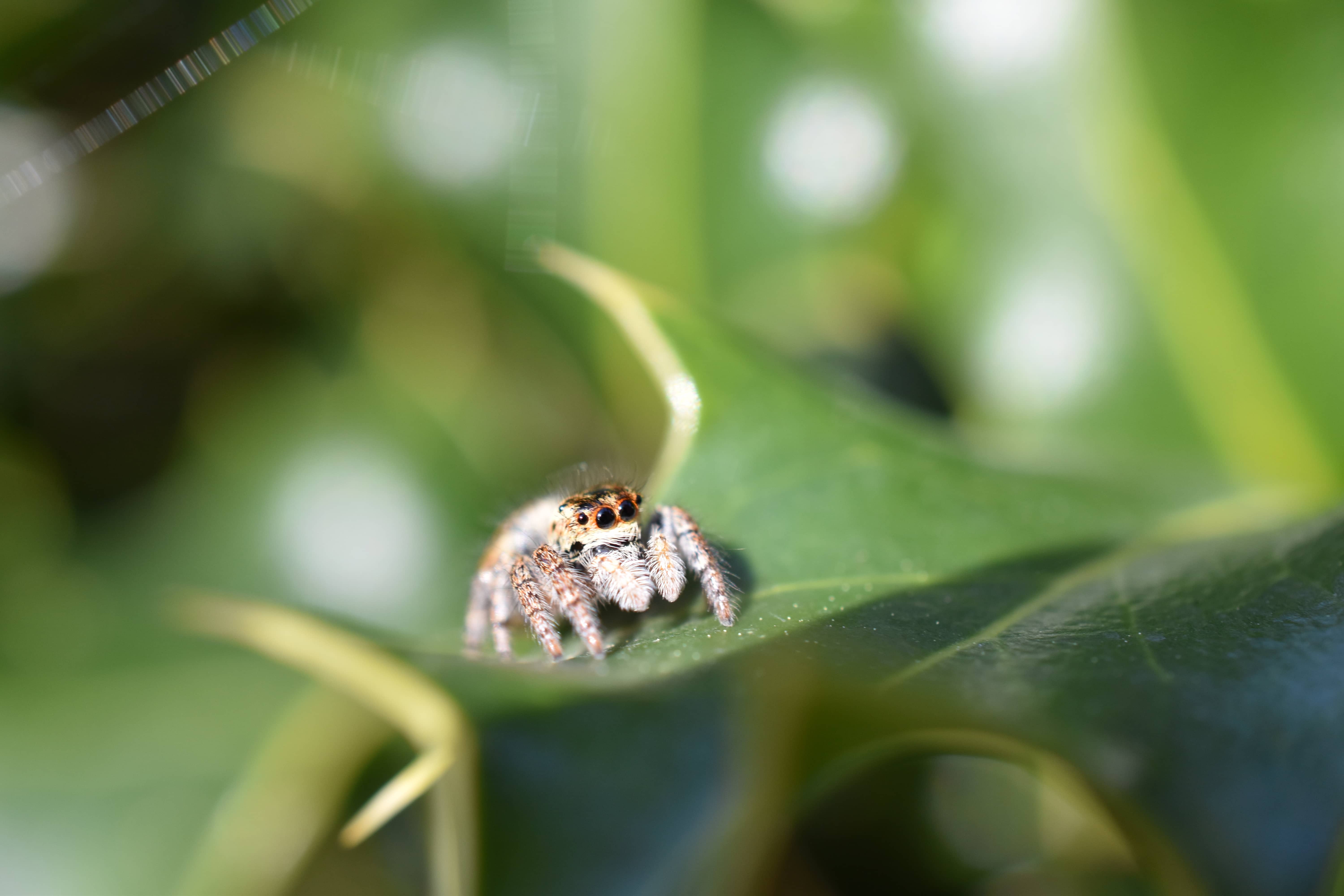 Carrothus xanthogramma (Salticidae)