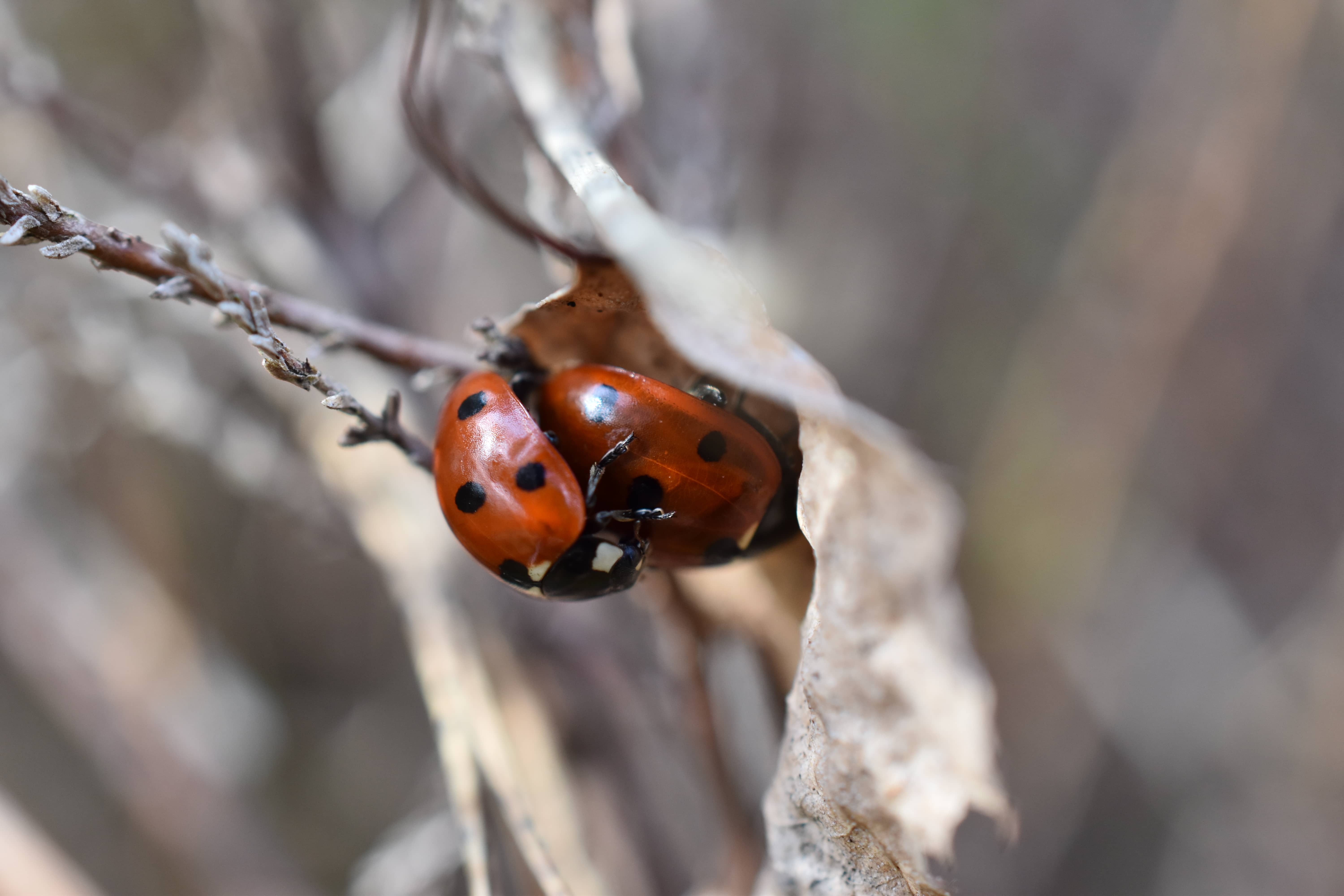 Coccinella septumpunctata