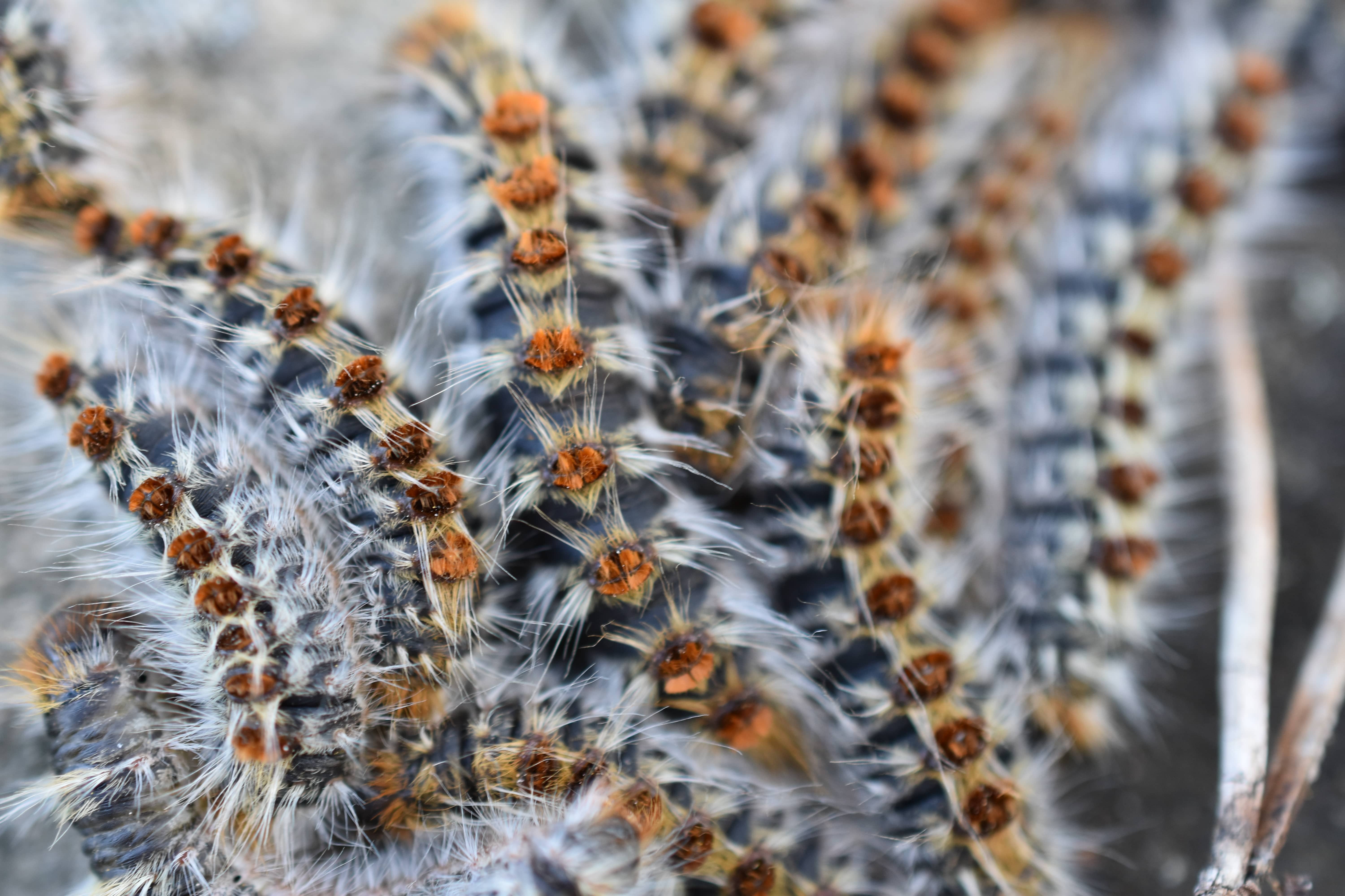 Thaumetopoea pityocampa