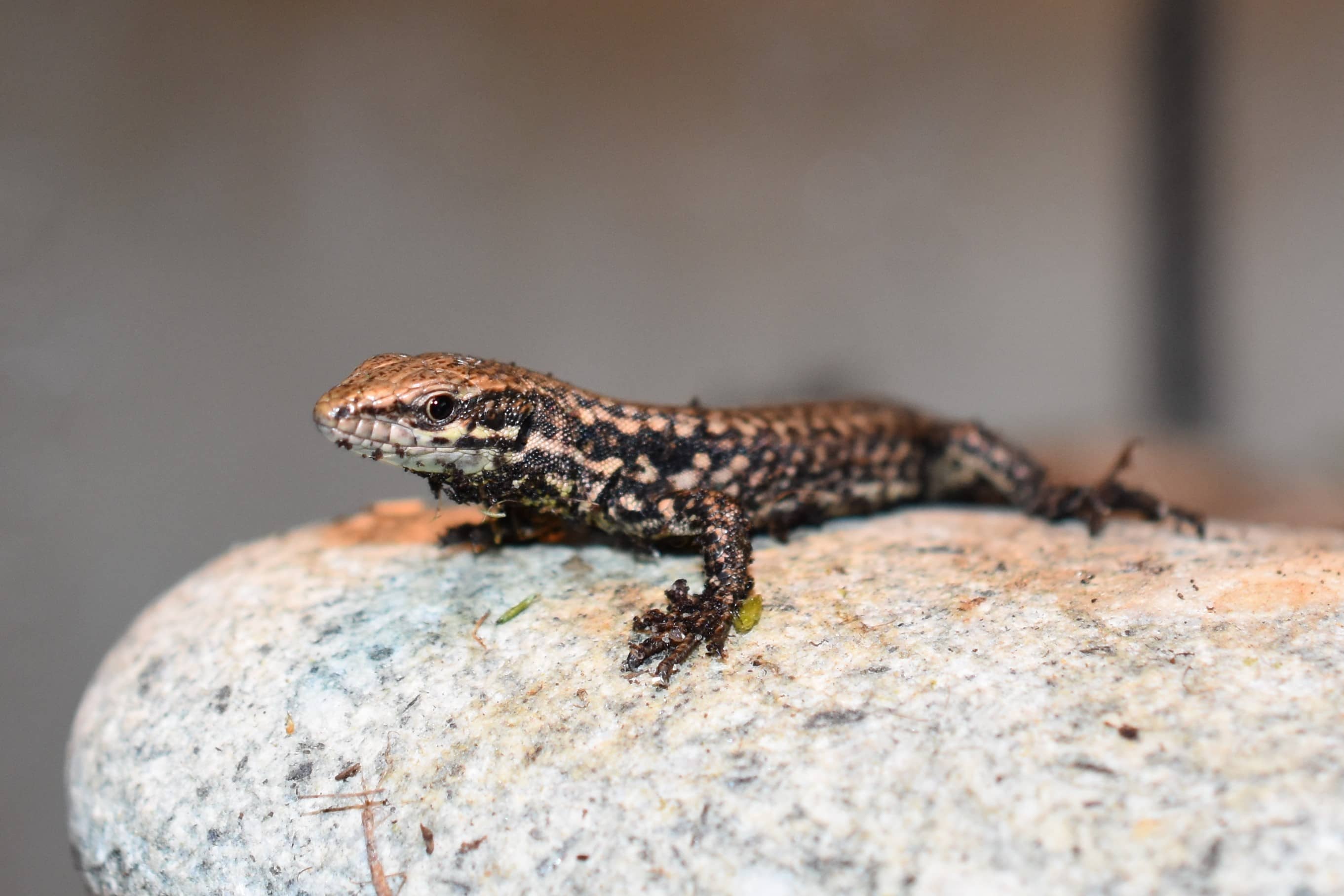 Podarcis muralis ssp