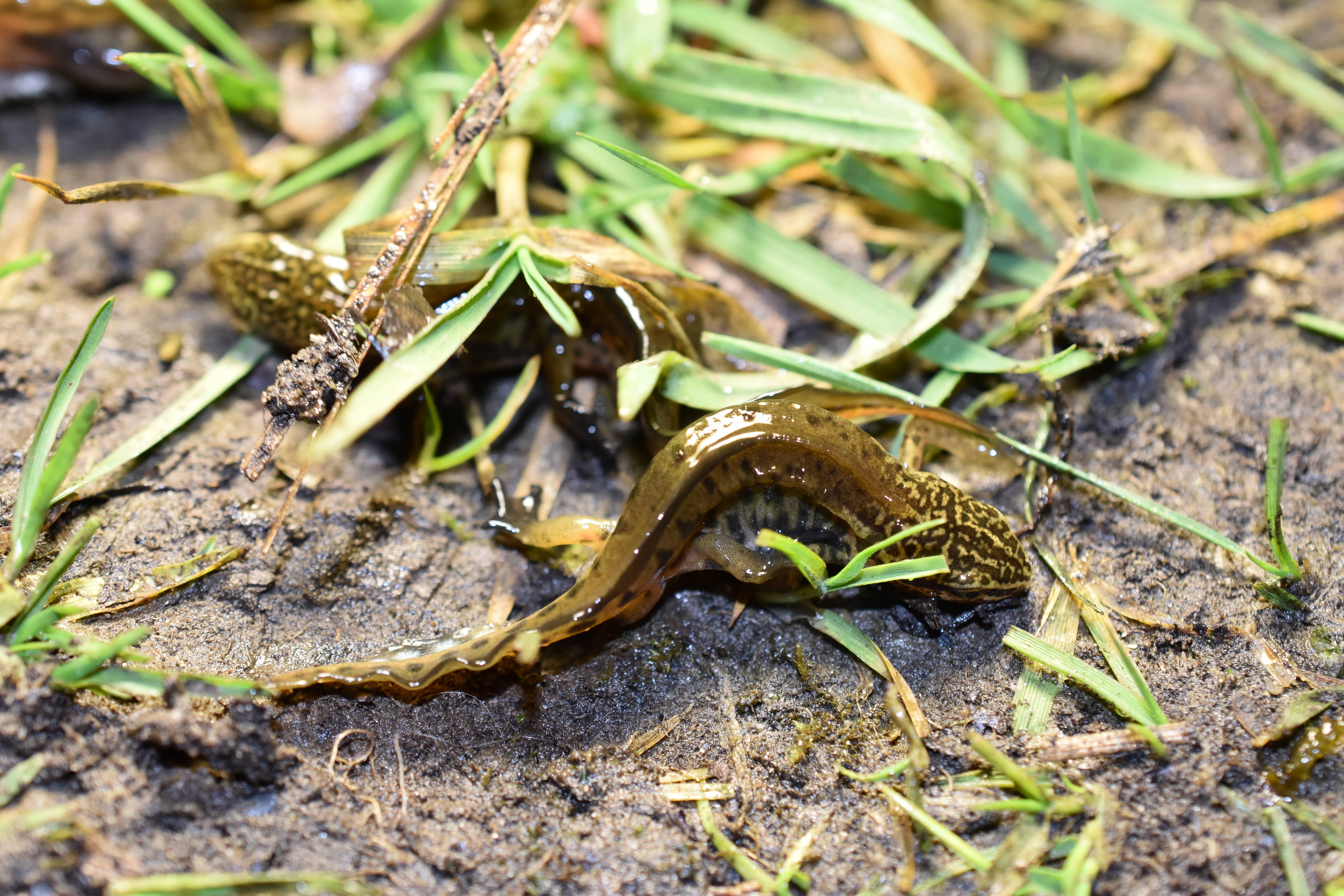 Lissotriton helveticus