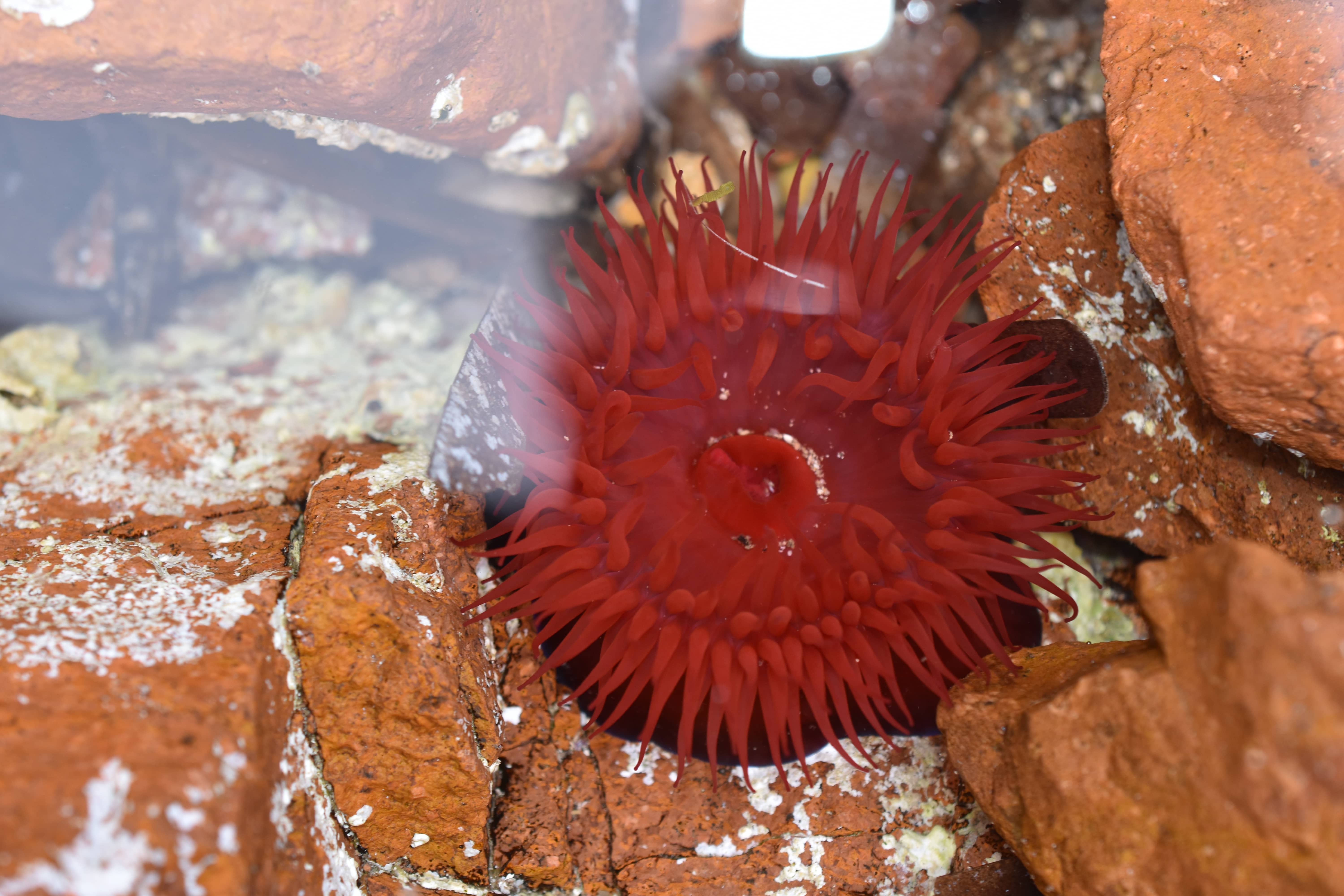 Actinia equina