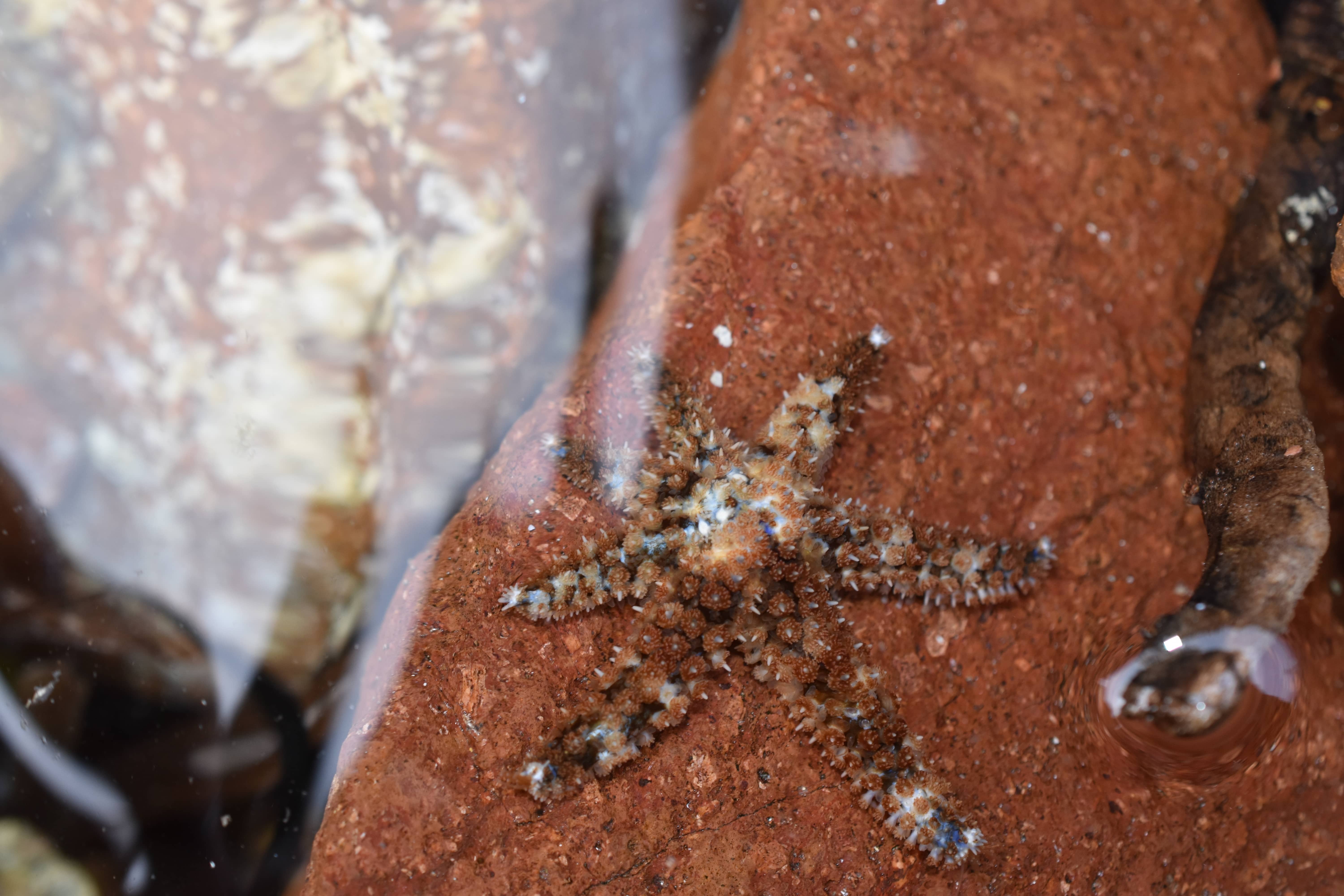 Coscinasterias tenuispina