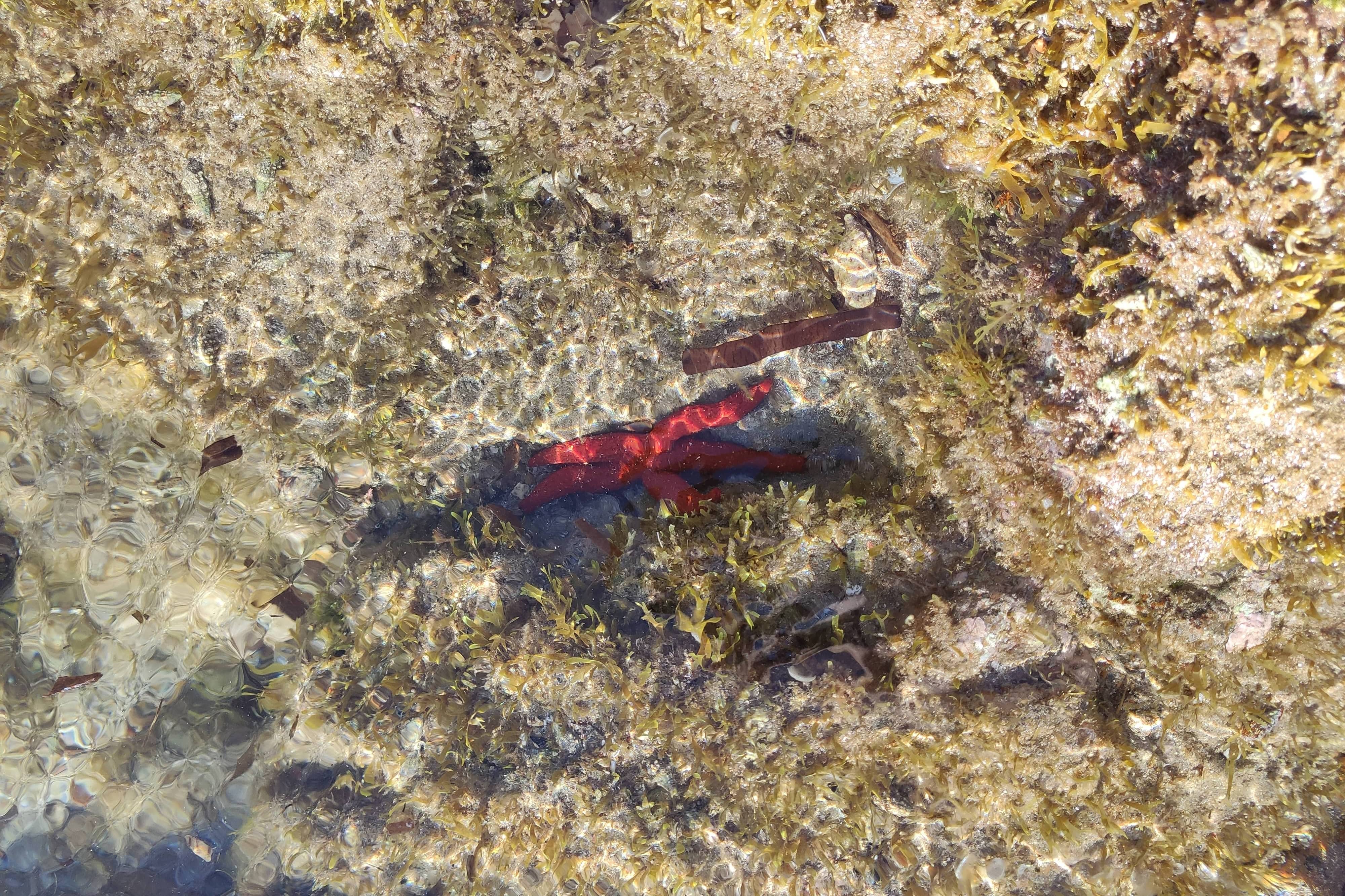 Echinaster sepositus