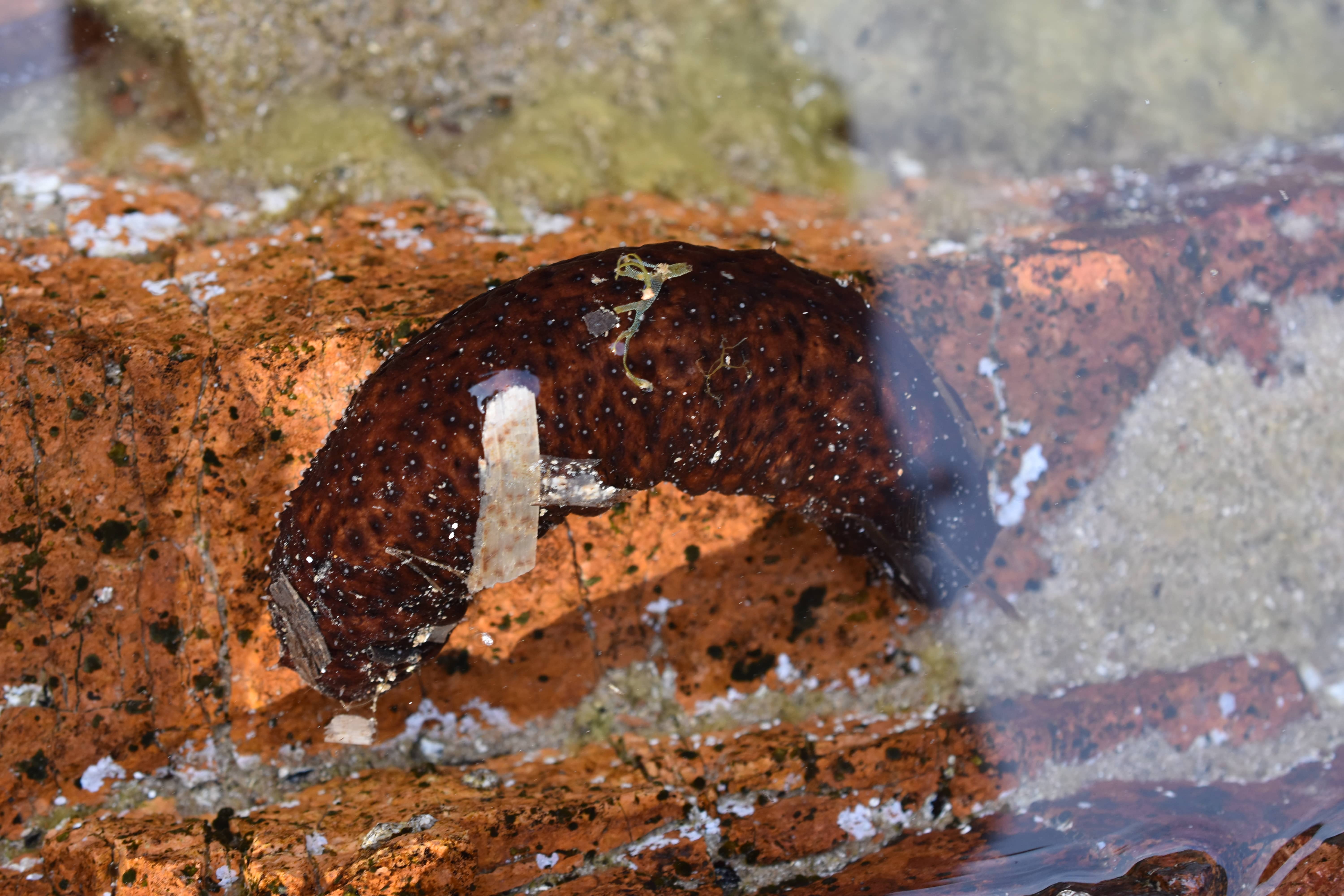 Holothuria (Panningothuria) forskali