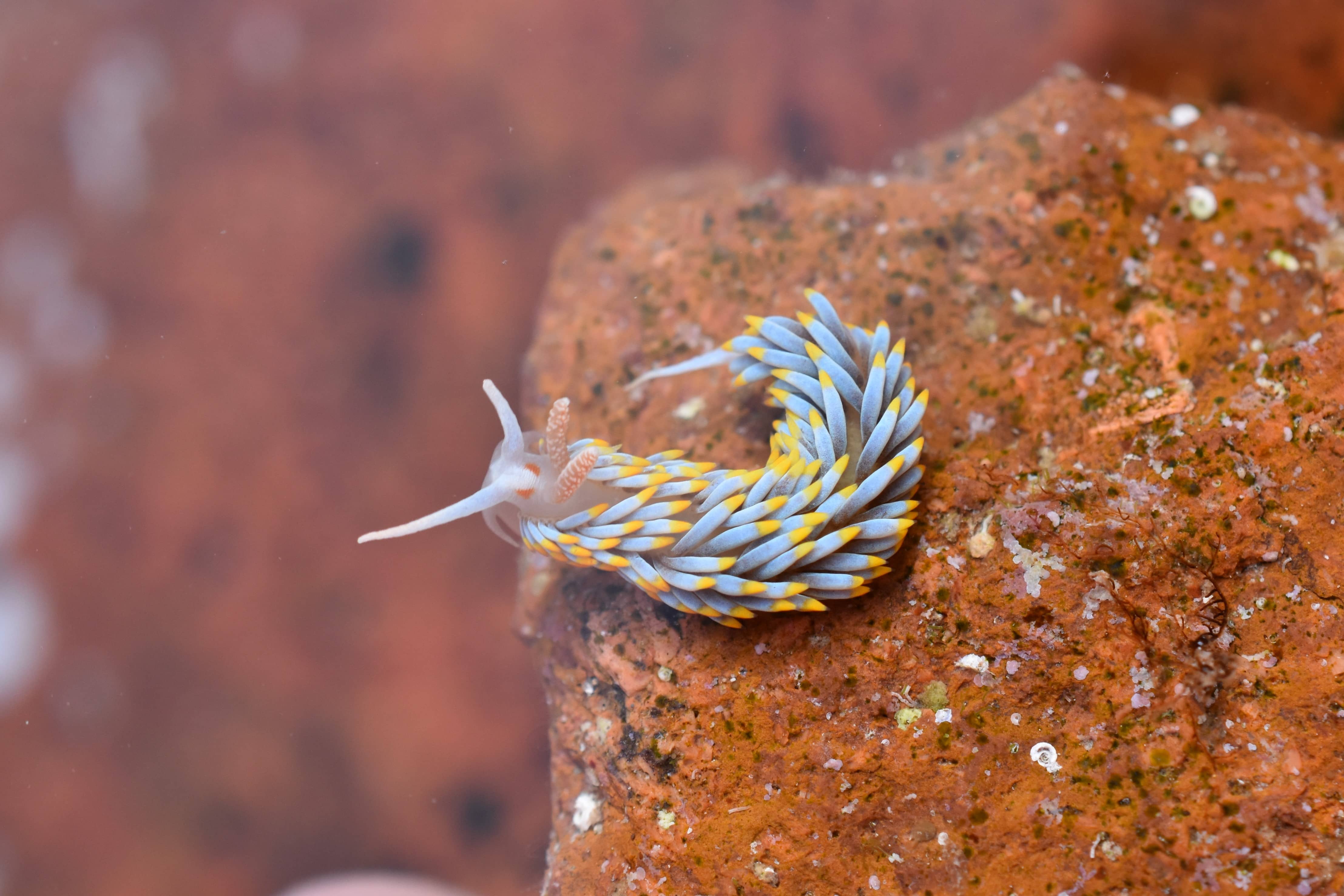 Berghia coerulescens