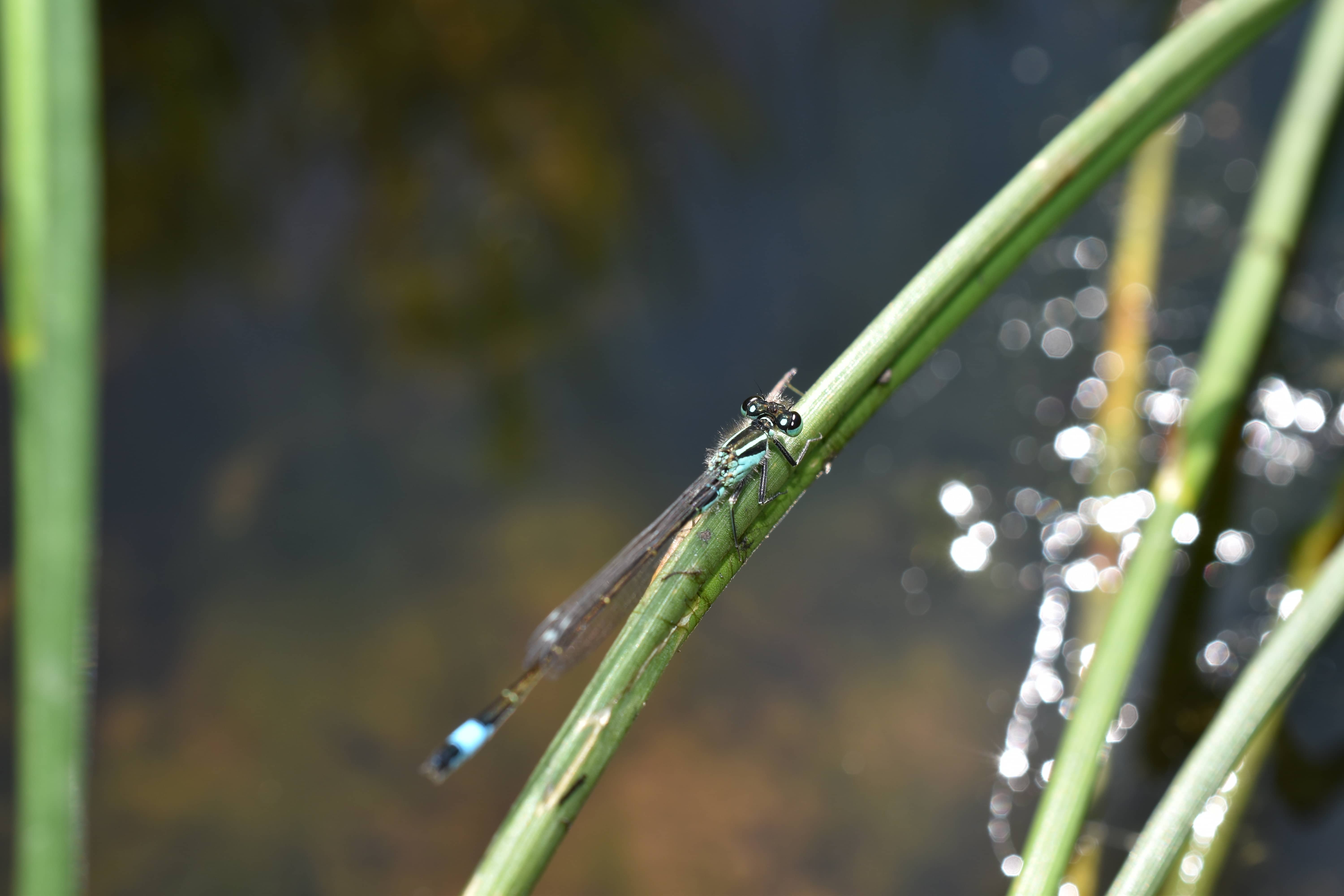Coenagrion merculiare