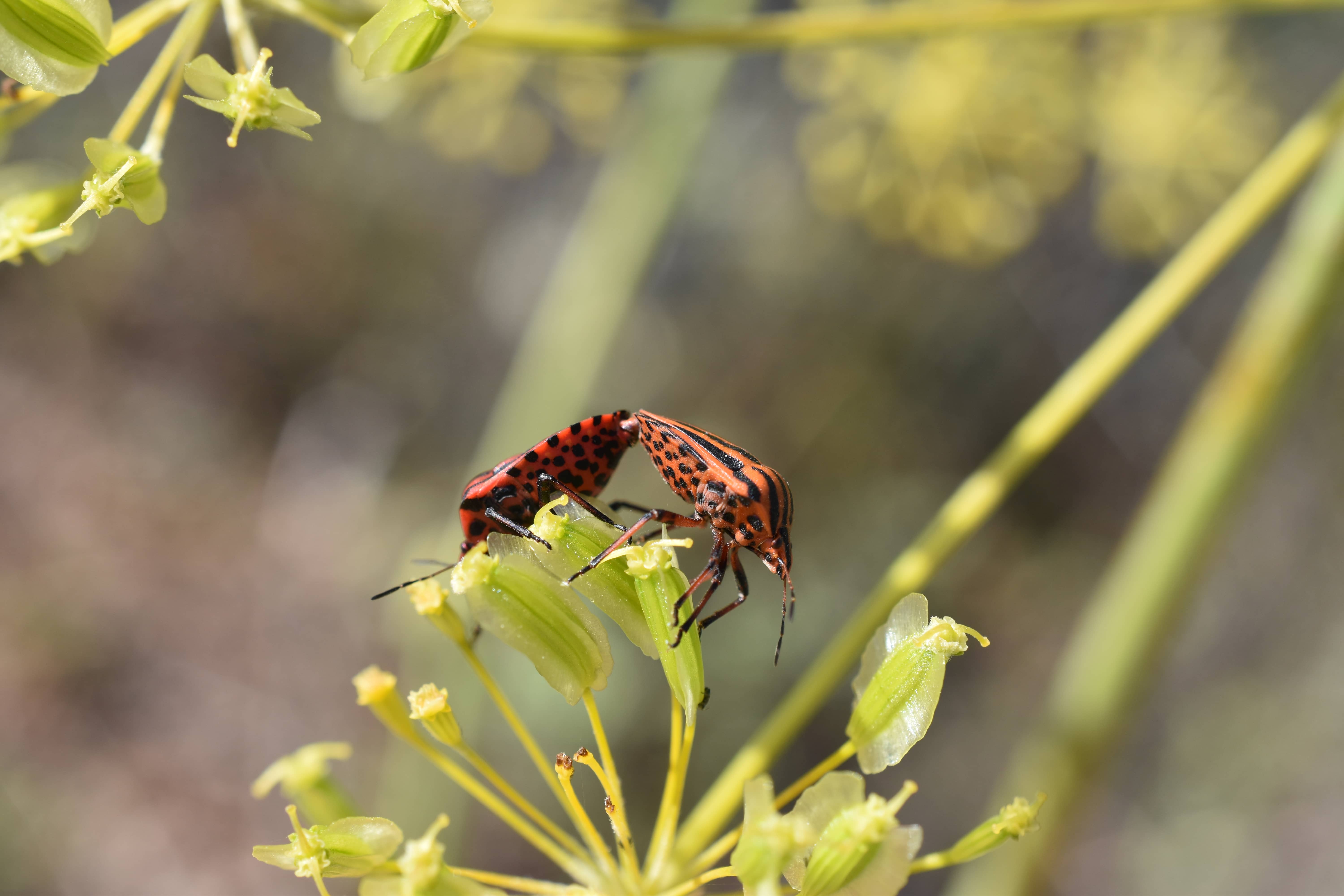 Graphosoma italicum