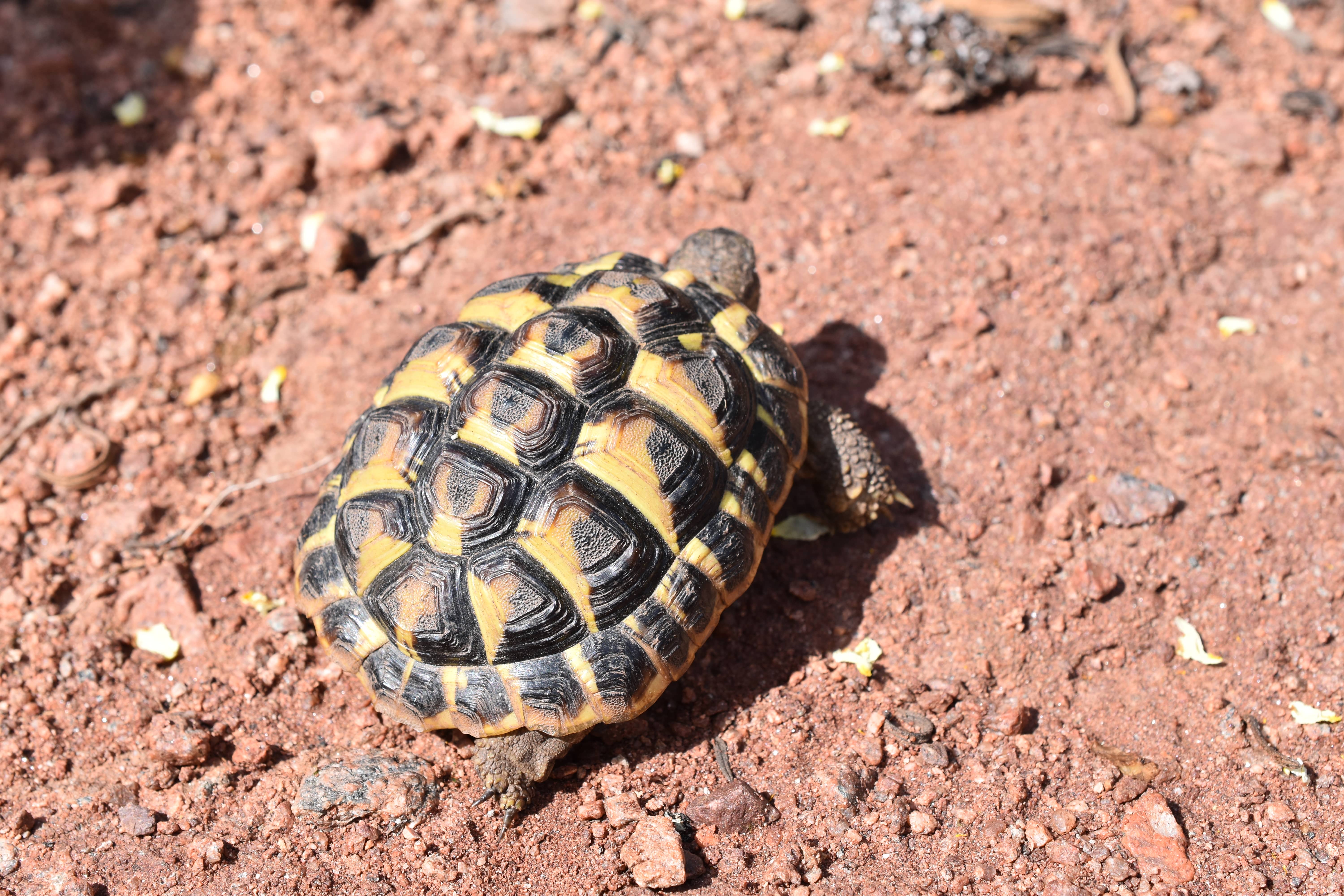 Testudo hermanni hermanni