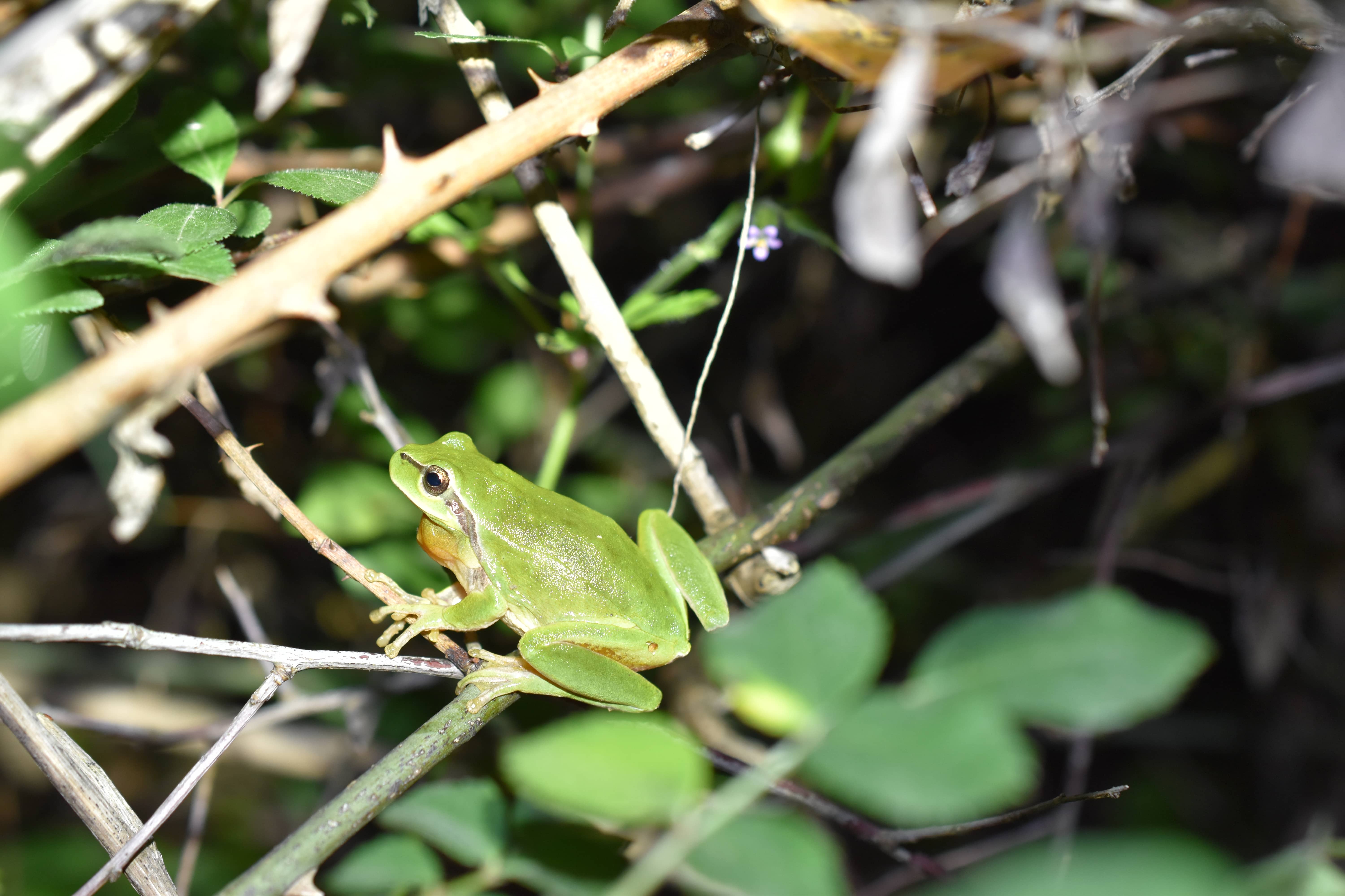 Hyla meridionalis