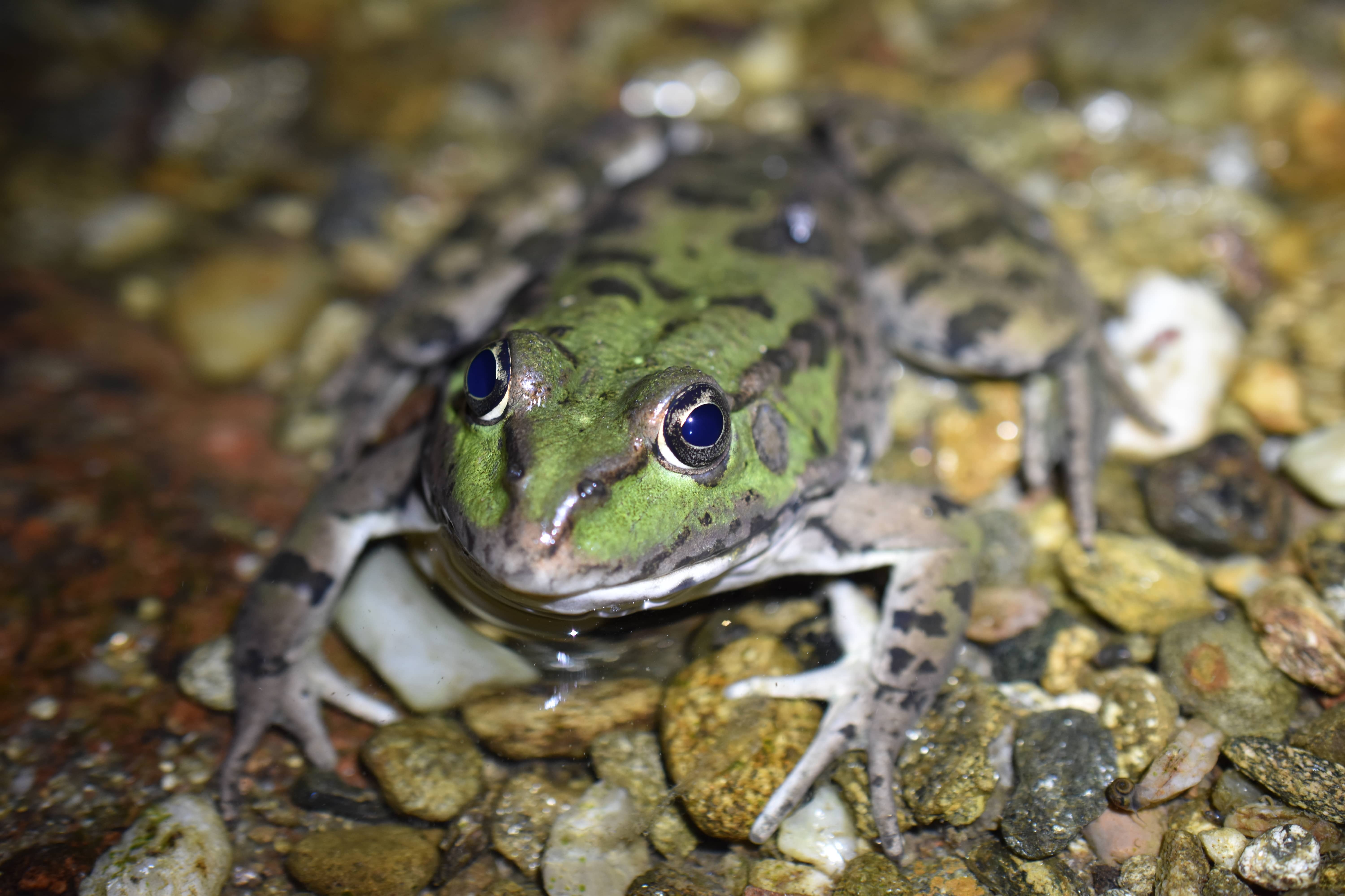Pelophylax ridibundus